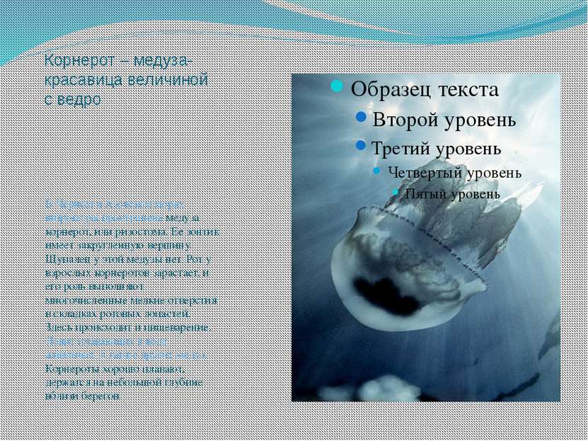 Корнерот – медуза-красавица величиной с ведро В Черном и Азовском морях широк...
