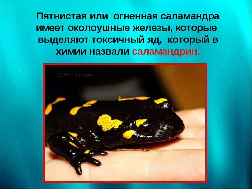 Пятнистая или огненная саламандра имеет околоушные железы, которые выделяют т...