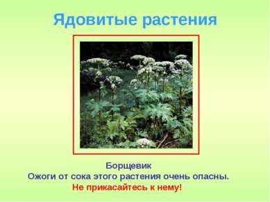 Ядовитые растения Борщевик Ожоги от сока этого растения очень опасны. Не прик...