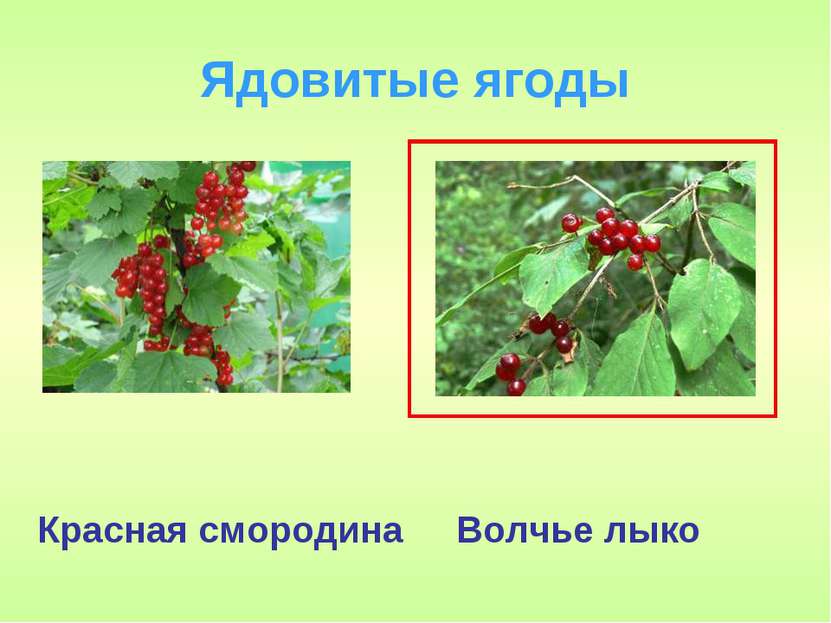 Ядовитые ягоды Волчье лыко Красная смородина