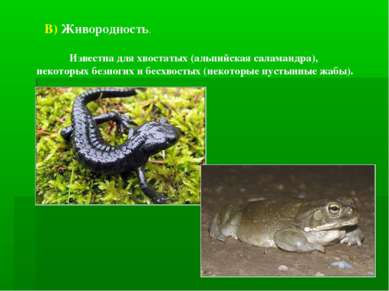 В) Живородность. Известна для хвостатых (альпийская саламандра), некоторых бе...