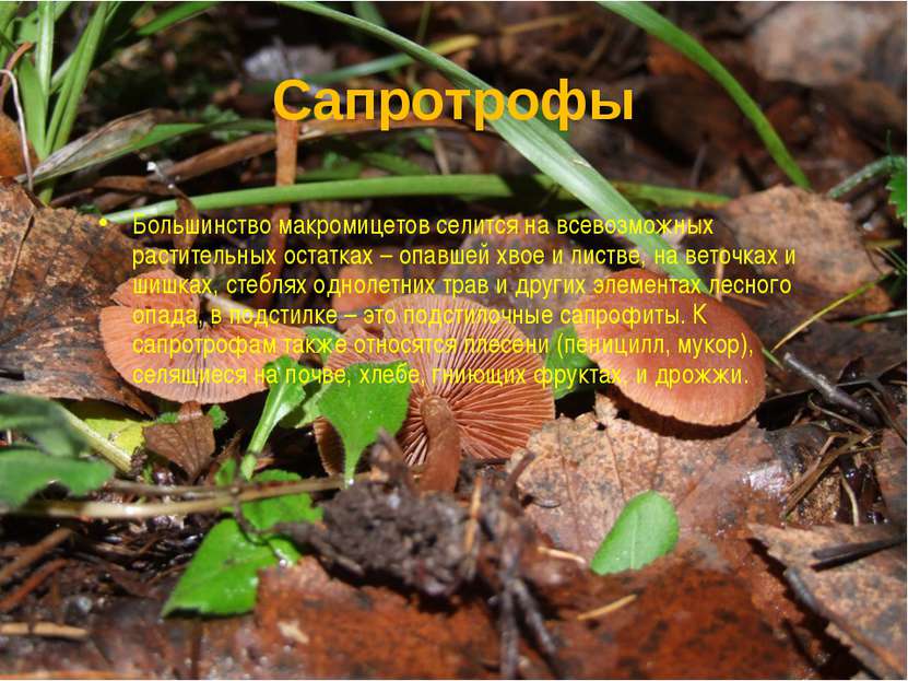 Сапротрофы Большинство макромицетов селится на всевозможных растительных оста...