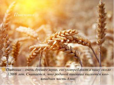 Пшеница Пшеница – очень древнее зерно, его употребляют в пищу около 12000 лет...
