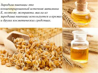 Зародыш пшеницы это концентрированный источник витамина Е, поэтому экстракты ...