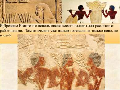 В Древнем Египте его использовали вместо валюты для расчётов с работниками. Т...