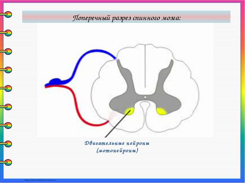Двигательные нейроны (мотонейроны) Поперечный разрез спинного мозга: В передн...