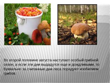 Во второй половине августа наступает особый грибной сезон, а если эти дни выд...