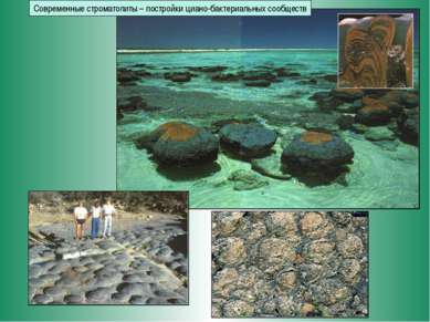 Современные строматолиты – постройки циано-бактериальных сообществ
