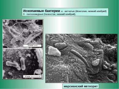 марсианский метеорит Ископаемые бактерии: а - нитчатые (Монголия, нижний кемб...