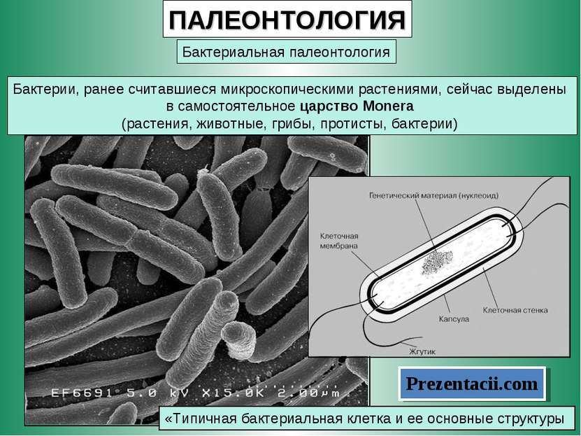 ПАЛЕОНТОЛОГИЯ Бактериальная палеонтология Бактерии, ранее считавшиеся микроск...