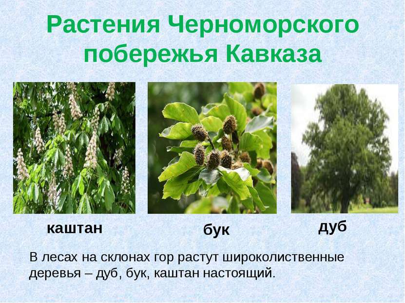 Растения Черноморского побережья Кавказа В лесах на склонах гор растут широко...