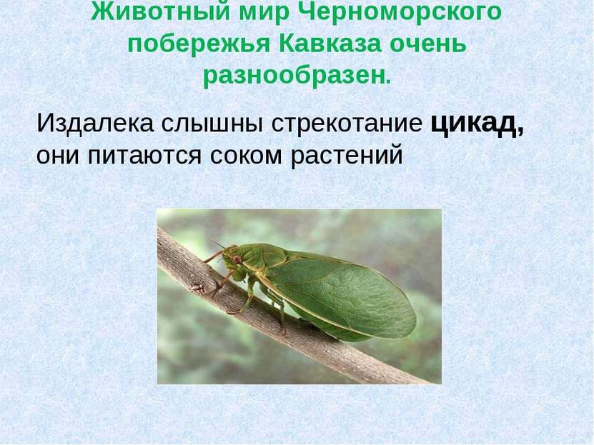 Животный мир Черноморского побережья Кавказа очень разнообразен. Издалека слы...