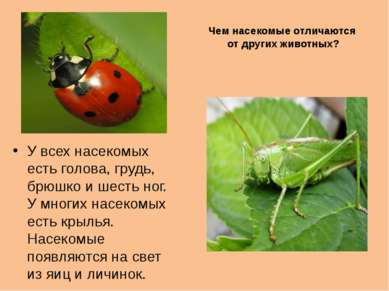 Чем насекомые отличаются от других животных? У всех насекомых есть голова, гр...