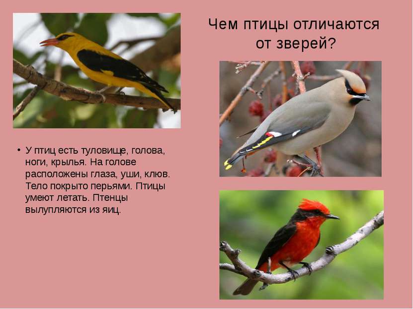 Чем птицы отличаются от зверей? У птиц есть туловище, голова, ноги, крылья. Н...