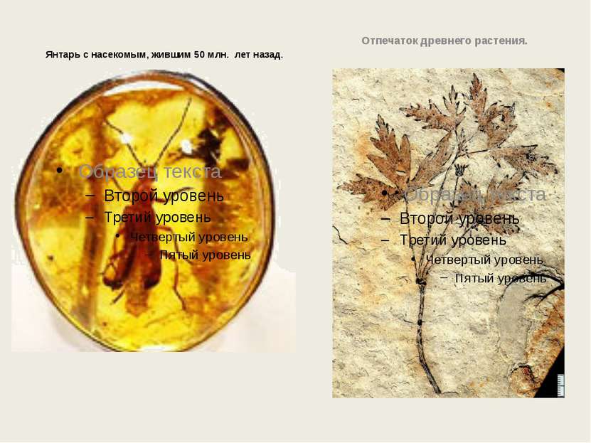Янтарь с насекомым, жившим 50 млн. лет назад. Отпечаток древнего растения.