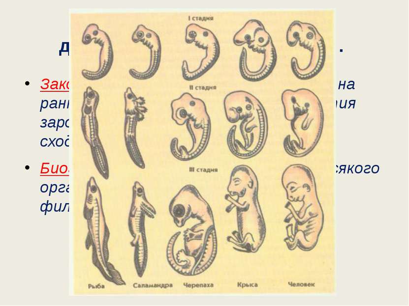 Эмбриологические доказательства эволюции. Закон зародышевого сходства (К.Бэр)...