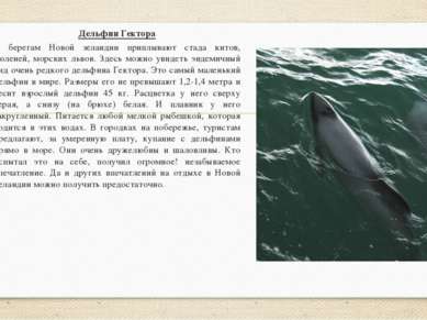Дельфин Гектора К берегам Новой зеландии приплывают стада китов, тюленей, мор...