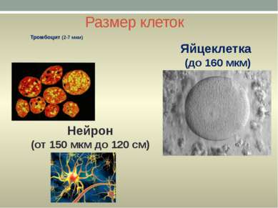 Размер клеток Тромбоцит (2-7 мкм) Яйцеклетка (до 160 мкм) Нейрон (от 150 мкм ...