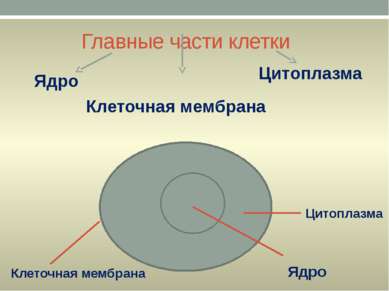 Главные части клетки Ядро Цитоплазма Клеточная мембрана Клеточная мембрана Ци...