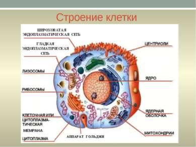 Строение клетки МЕМРАНА