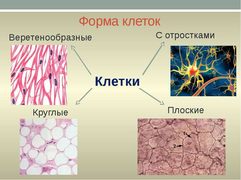 Форма клеток Веретенообразные Клетки С отростками Круглые Плоские