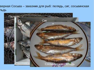 Северная Сосьва – заказник для рыб: пелядь, сиг, сосьвинская сельдь