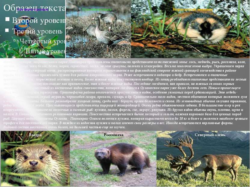 Млекопитающие  национального парка Паанаярви представлены типичными представи...