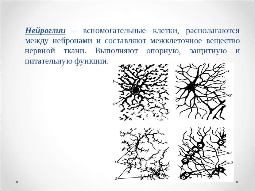 Нейроглии – вспомогательные клетки, располагаются между нейронами и составляю...