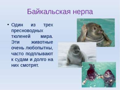 Байкальская нерпа Один из трех пресноводных тюленей мира. Эти животные очень ...