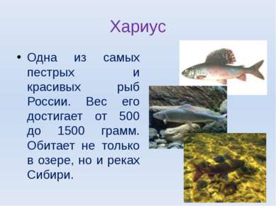 Хариус Одна из самых пестрых и красивых рыб России. Вес его достигает от 500 ...