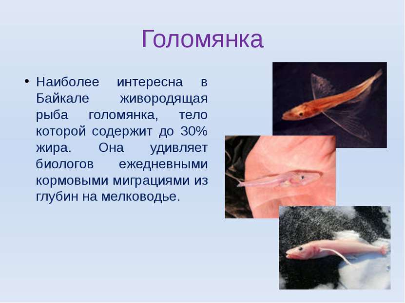 Голомянка Наиболее интересна в Байкале живородящая рыба голомянка, тело котор...
