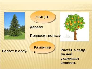 ОБЩЕЕ: Дерево Приносит пользу Различие: Растёт в саду. За ней ухаживает челов...