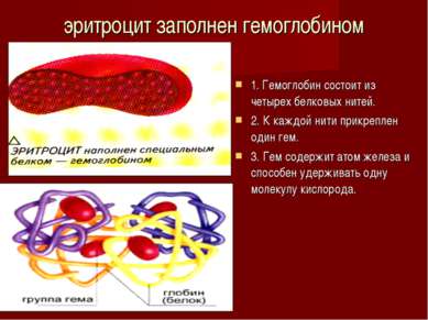 эритроцит заполнен гемоглобином 1. Гемоглобин состоит из четырех белковых нит...
