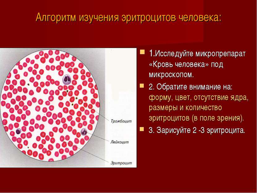 Алгоритм изучения эритроцитов человека: 1.Исследуйте микропрепарат «Кровь чел...