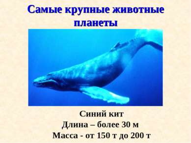 Самые крупные животные планеты Синий кит Длина – более 30 м Масса - от 150 т ...