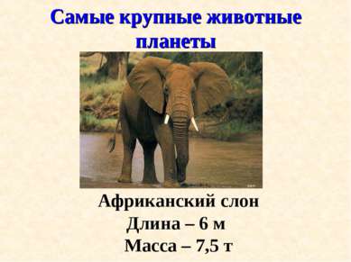 Самые крупные животные планеты Африканский слон Длина – 6 м Масса – 7,5 т