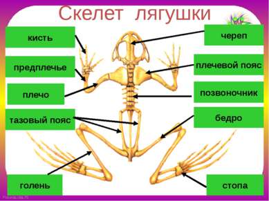 Скелет лягушки позвоночник череп плечевой пояс плечо предплечье кисть бедро т...