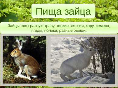 Пища зайца Зайцы едят разную траву, тонкие веточки, кору, семена, ягоды, ябло...
