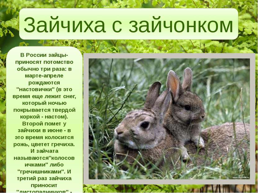 В России зайцы-приносят потомство обычно три раза: в марте-апреле рождаются "...