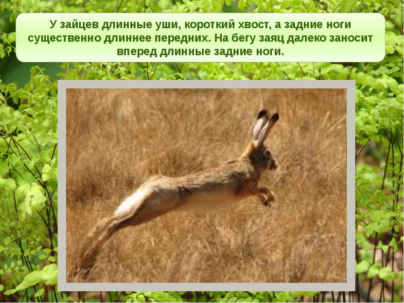 У зайцев длинные уши, короткий хвост, а задние ноги существенно длиннее перед...