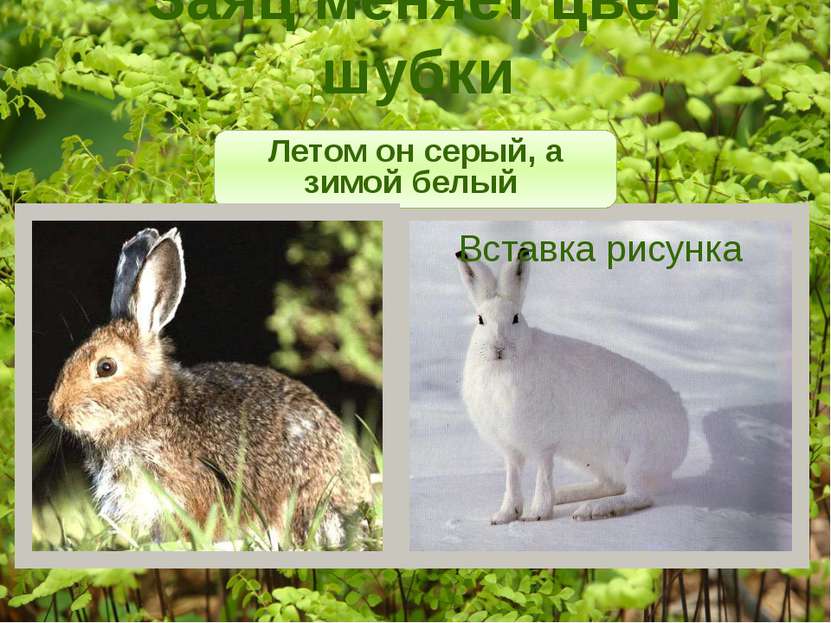 Заяц меняет цвет шубки Летом он серый, а зимой белый