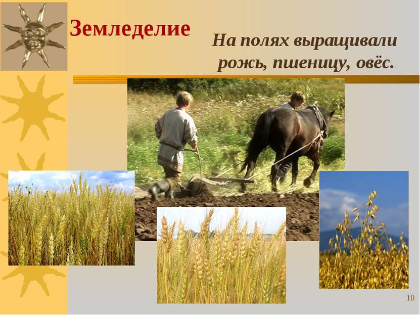 На полях выращивали рожь, пшеницу, овёс. Земледелие *