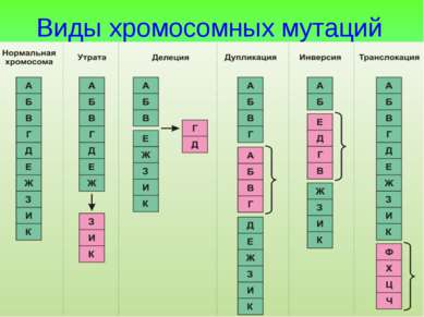 Виды хромосомных мутаций