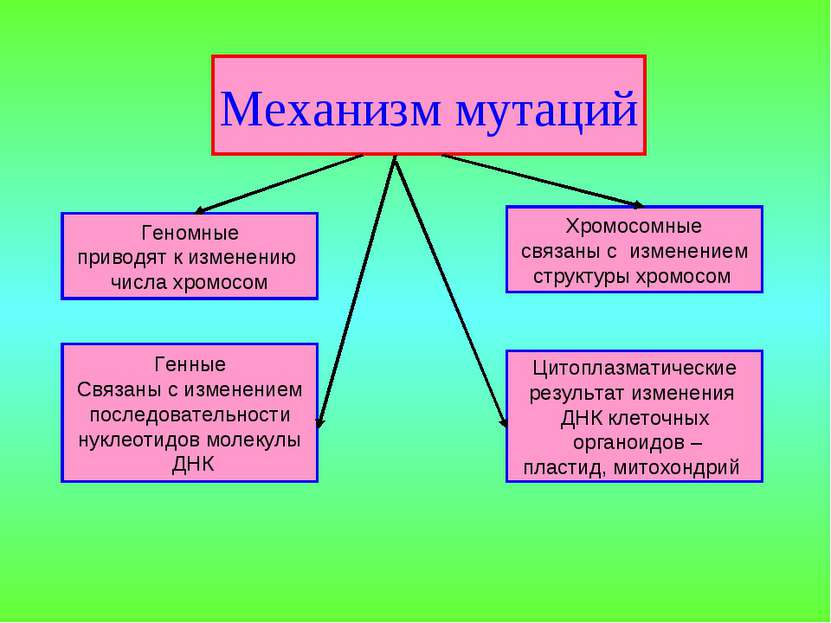 Механизм мутаций Геномные приводят к изменению числа хромосом Генные Связаны ...