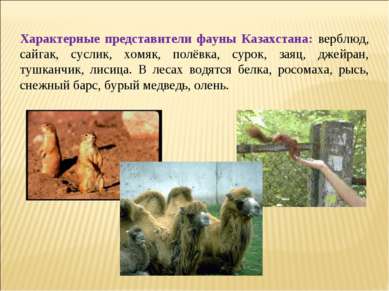 Характерные представители фауны Казахстана: верблюд, сайгак, суслик, хомяк, п...