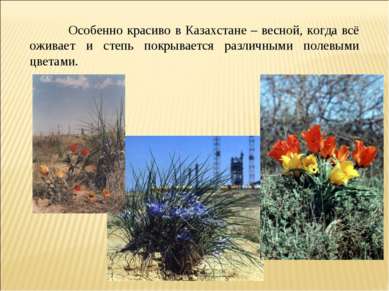 Особенно красиво в Казахстане – весной, когда всё оживает и степь покрывается...