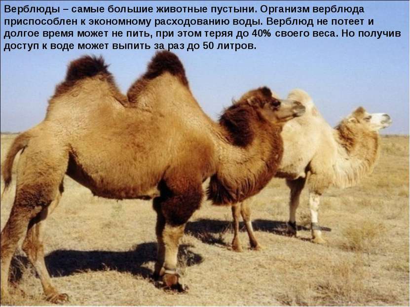Верблюды – самые большие животные пустыни. Организм верблюда приспособлен к э...