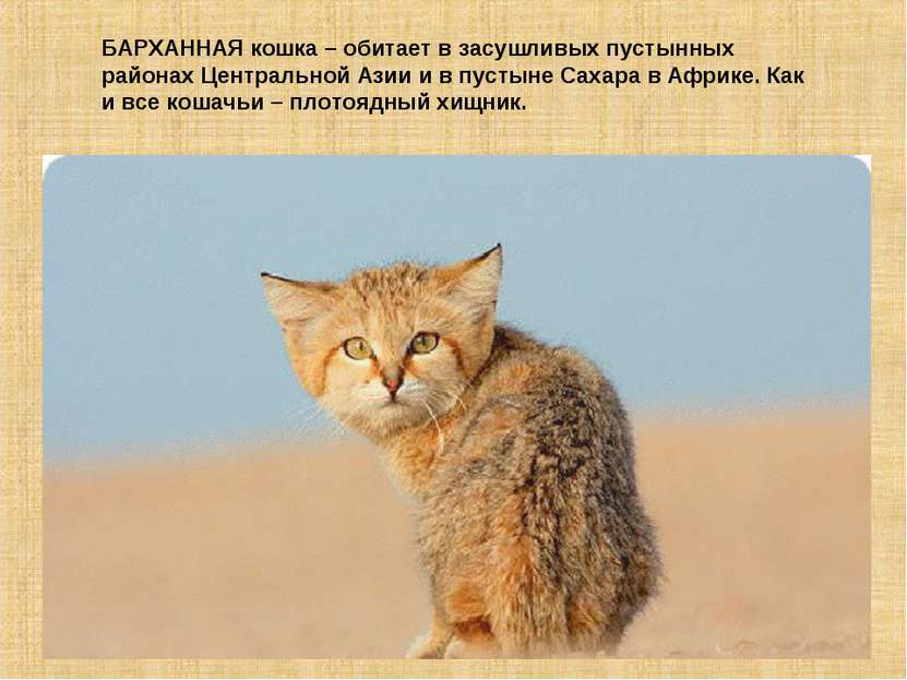 БАРХАННАЯ кошка – обитает в засушливых пустынных районах Центральной Азии и в...