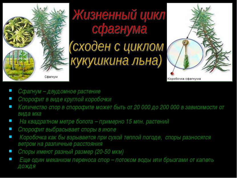 Сфагнум – двудомное растение Спорофит в виде круглой коробочки Количество спо...