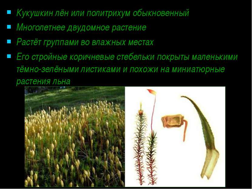 Кукушкин лён или политрихум обыкновенный Многолетнее двудомное растение Растё...